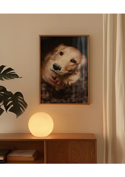 Sevimli Golden Köpek Poster modelleri