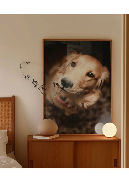 Sevimli Golden Köpek Poster fırsatları