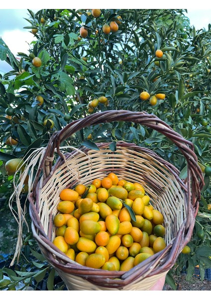 KUMKUAT(500GR) fiyatları