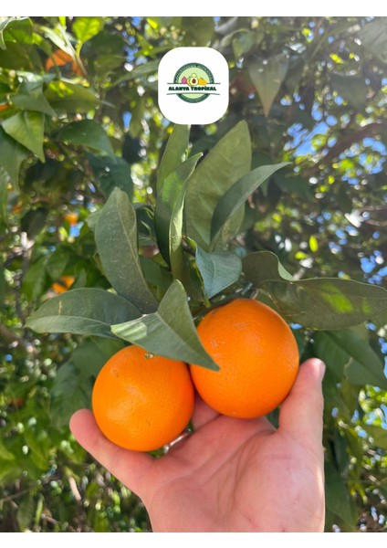 Portakal(Kg) modelleri