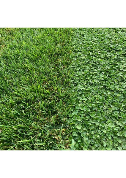 Dicondra Repens ( Fare Kulağı ) modelleri