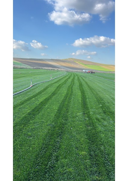 4 ve 6 karışım basılmaya kuraklığa susuzluğa dayanıklı rizomlu çim tohum karışımları. fiyatları