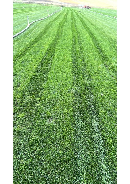 4 ve 6 karışım basılmaya kuraklığa susuzluğa dayanıklı rizomlu çim tohum karışımları. modelleri