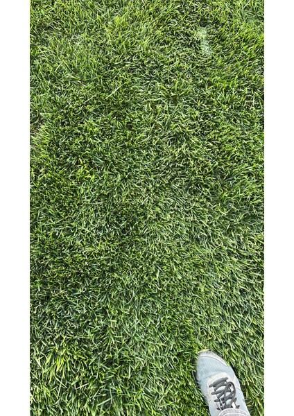 4 ve 6 karışım basılmaya kuraklığa susuzluğa dayanıklı rizomlu çim tohum karışımları. fırsatları