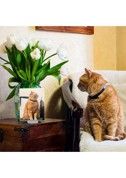 50PCS Akrilik Standlar Yer Kart Tutucuları 1 2 Inç Tablo Numarası Standlar Tablo Düğün Fotoğrafları (Yurt Dışından) fiyatları