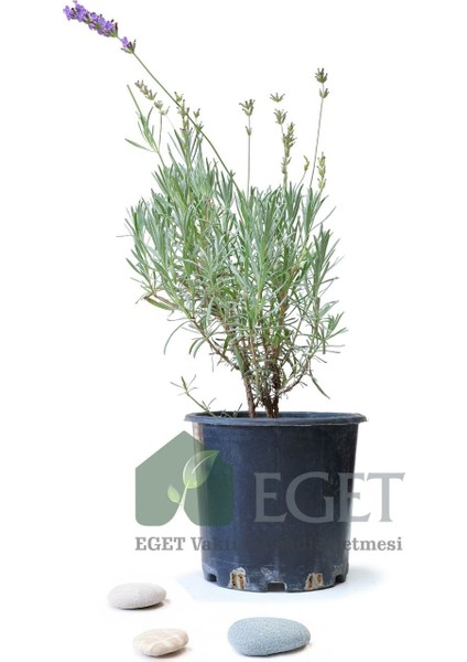 Saksıda Organik Lavanta (Lavandula Angustifolia)