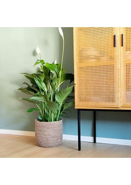Seagrass Saksı - Dokuma Bitki Tenceresi - Boho Style S&#39;de Plastik Film Ekli Dekoratif Bitki Sepeti (Yurt Dışından) indirimleri