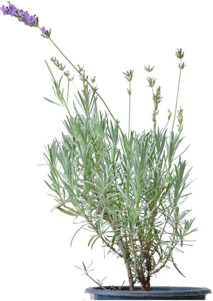 Saksıda Organik Lavanta (Lavandula Angustifolia) fiyatları