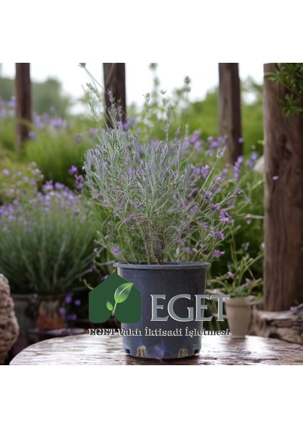 Saksıda Organik Lavanta (Lavandula Angustifolia) modelleri