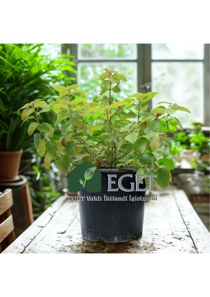 Melisa, Oğulotu (Melissa Officinalis) modelleri