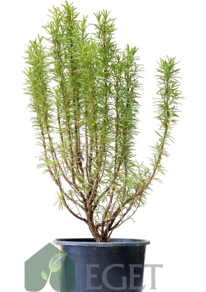 Saksıda Organik Biberiye (Rosmarinus Officinalis) fiyatları