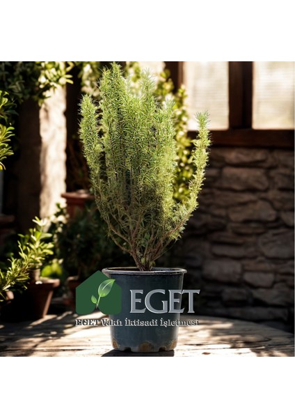 Saksıda Organik Biberiye (Rosmarinus Officinalis) modelleri