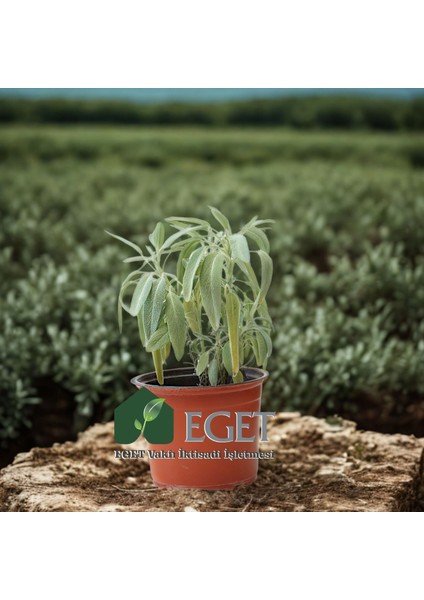 Tıbbi Ada Çayı (Salvia Officinalis) modelleri