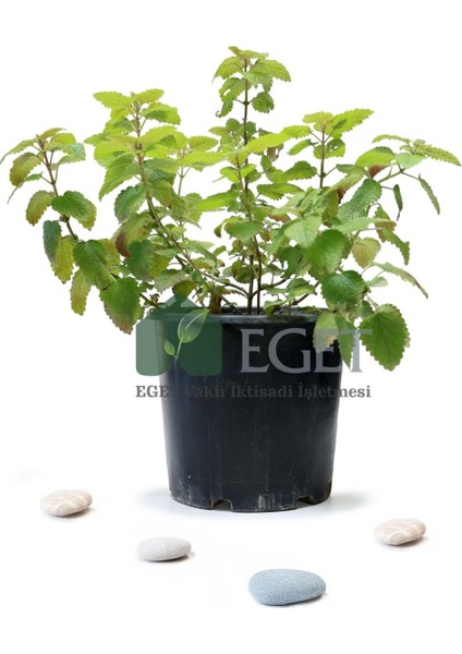 Melisa, Oğulotu (Melissa Officinalis)