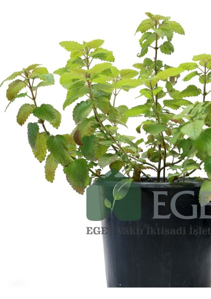 Melisa, Oğulotu (Melissa Officinalis) fiyatları