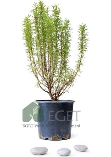 Saksıda Organik Biberiye (Rosmarinus Officinalis)