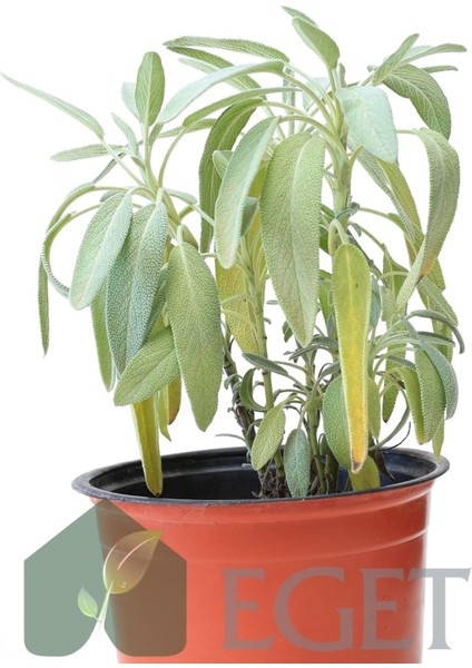 Tıbbi Ada Çayı (Salvia Officinalis) fiyatları