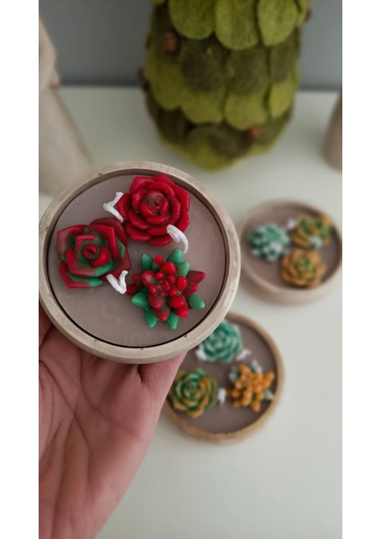 Sukulent Mum Seti 3'lü Kokulu