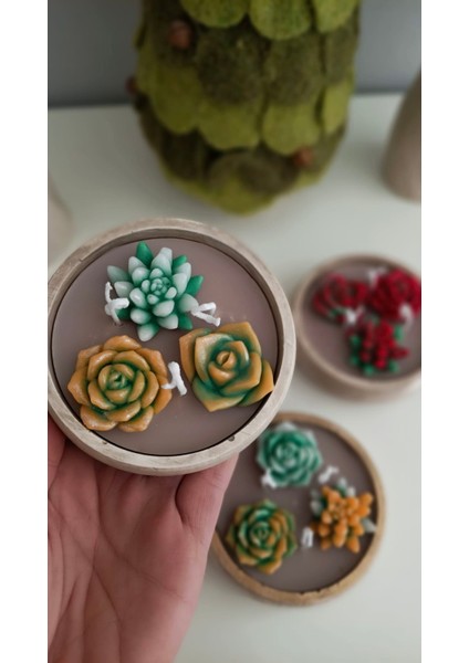 Sukulent Mum Seti 3'lü Kokulu fiyatları