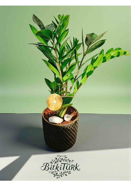 Desenli Beton Saksıda Ithal Zeze Zamia 50CM Portakal Dilimi Kuş ve Lav Taşı Dekorlu