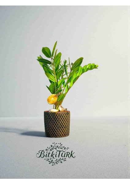 Desenli Beton Saksıda Ithal Zeze Zamia 50CM Portakal Dilimi Kuş ve Lav Taşı Dekorlu fiyatları