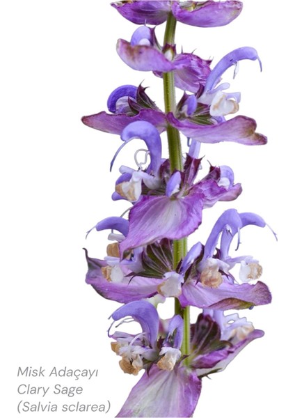 Misk Adaçayı Maserasyon (Masaj) Yağı 50 ml (Clary Sage) (2025 Üretimi) fiyatları