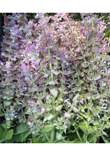 Misk Adaçayı Uçucu Yağı (Clary Sage) 5 ml (2025 Üretimi) indirimleri