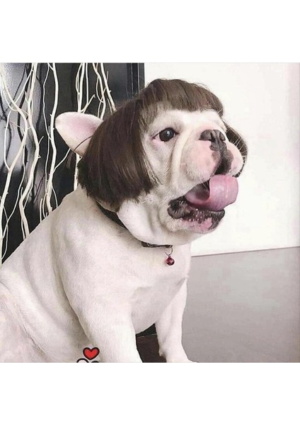 Kafa Çiçeği ile Küçük Orta Büyük Köpek Için Komik Köpek Peruğu Trimabable Evcil Hayvan Kostümü Kedi Cosplay Dekorasyonu (Yurt Dışından) fırsatları