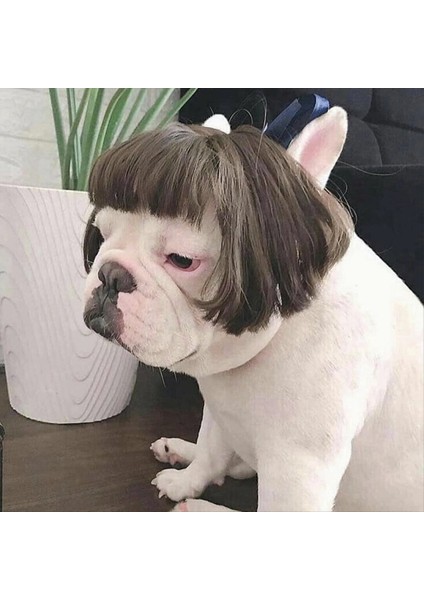 Kafa Çiçeği ile Küçük Orta Büyük Köpek Için Komik Köpek Peruğu Trimabable Evcil Hayvan Kostümü Kedi Cosplay Dekorasyonu (Yurt Dışından) indirimleri