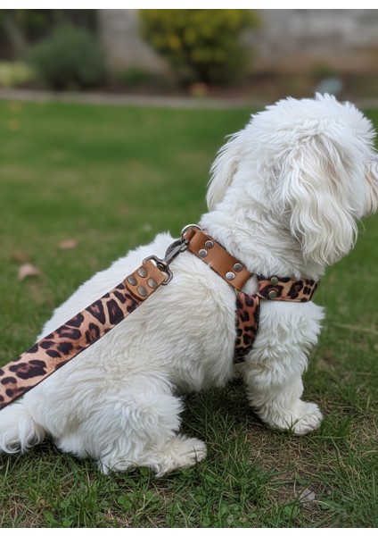 Köpek Göğüs Tasması Ayarlanabilir ve Gezdirme Kayışı Bedenli Set Takım Leopar Desen