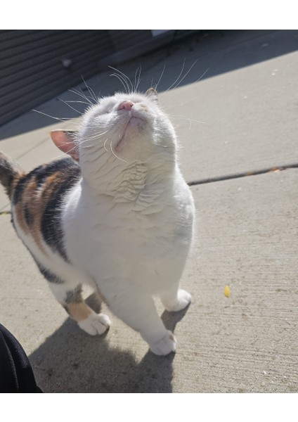 Dicle ve Fırat (Mayfair Sürümü) Organizatör