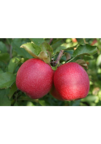 3 Yaş Tüplü Pink Lady Elma Fidanı Boy 130-150 cm