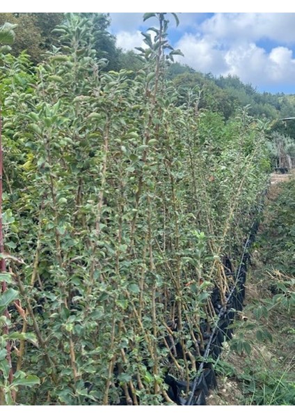 3 Yaş Tüplü Pink Lady Elma Fidanı Boy 130-150 cm fiyatları