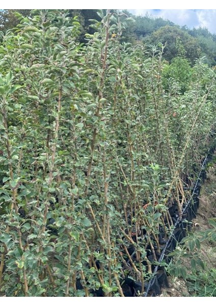 3 Yaş Tüplü Pink Lady Elma Fidanı Boy 130-150 cm fırsatları