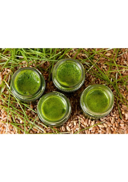 Buğday Çimi Suyu 21 Günlük Paket fiyatları