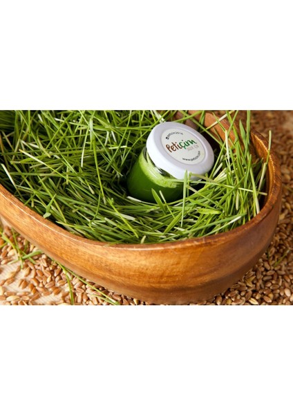 Buğday Çimi Suyu 10 Günlük Paket