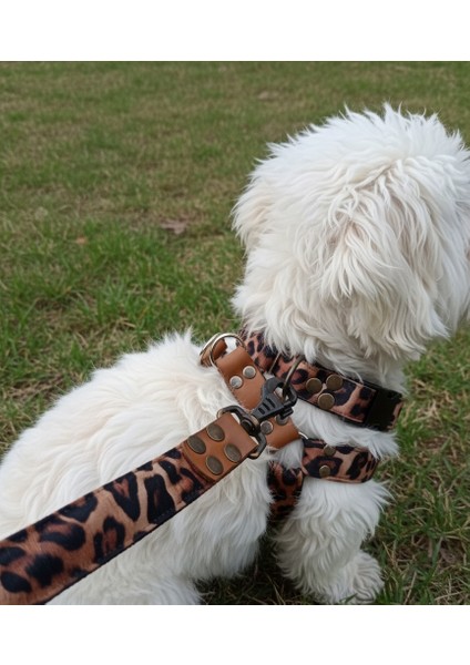 Köpek Göğüs Tasması, Boyun Tasması Ayarlanabilir ve Gezdirme Kayışı Set Takım Leopar Desen