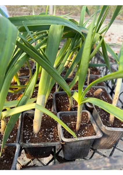 – Nergis Çiçeği Fidesi (Sağlıklı & Güçlü Kök Yapısı) – Saksıda Canlı Bitki