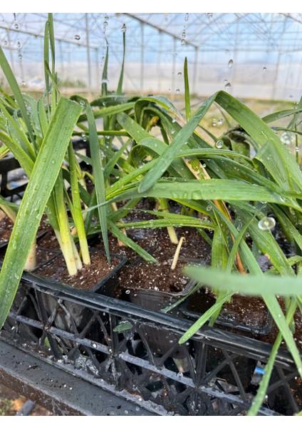 – Nergis Çiçeği Fidesi (Sağlıklı & Güçlü Kök Yapısı) – Saksıda Canlı Bitki fiyatları