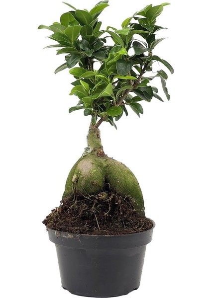 Ginseng Bonsai – Ficus Microcarpa 200–300 gr – Küçük Boy