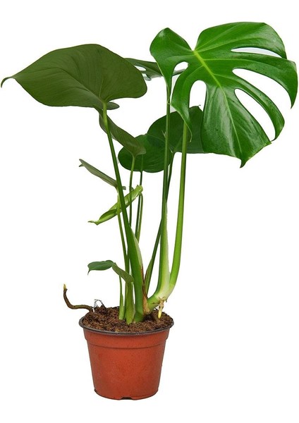 Deve Tabanı Bitkisi – Monstera Deliciosa 12 cm Saksı