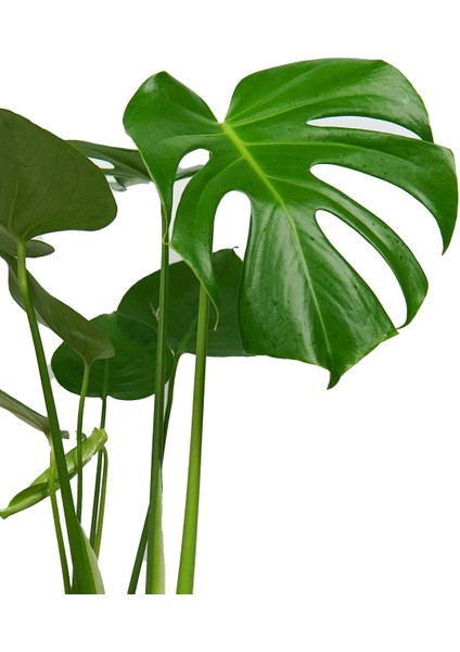 Deve Tabanı Bitkisi – Monstera Deliciosa 12 cm Saksı fiyatları