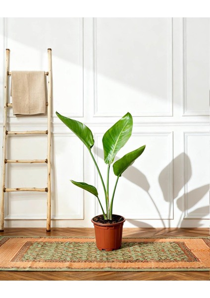 Starliçe - Cennet Kuşu Çiçeği – Strelitzia Reginae 12 cm Saksı (Çiçeksiz)