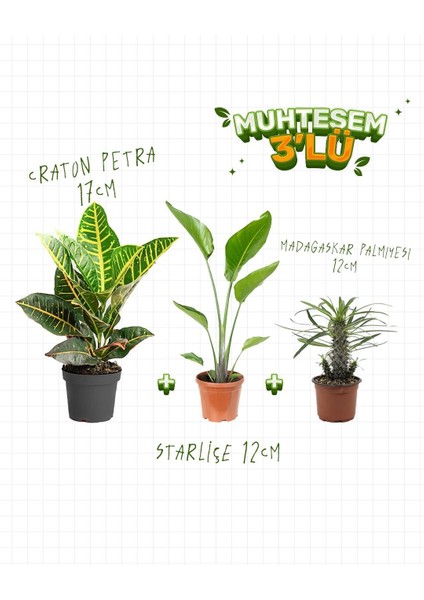 3'lü Set – Croton Petra 17 cm – Starliçe 12 cm – Madagaskar Palmiyesi 12 cm