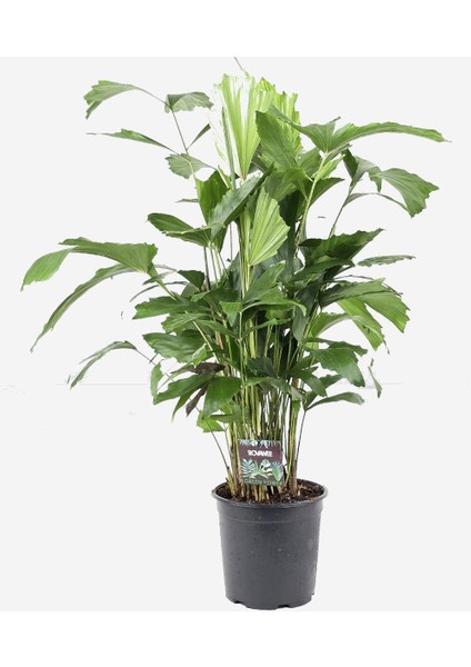 Balık Kuyruğu Palmiyesi – Caryota Mitis 80 cm