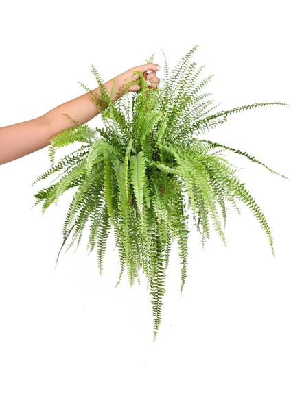 Fujer (Aşk Merdiveni) – Nephrolepis – 15 cm Saksı