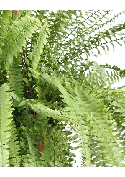 Fujer (Aşk Merdiveni) – Nephrolepis – 15 cm Saksı fiyatları