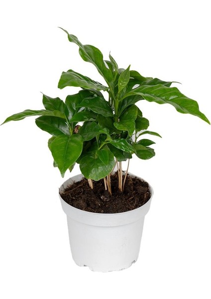 Kahve Bitkisi – Coffea Arabica – 12 cm Saksı