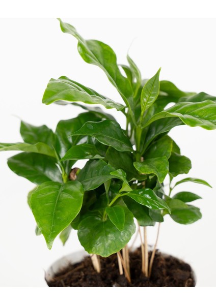 Kahve Bitkisi – Coffea Arabica – 12 cm Saksı fiyatları
