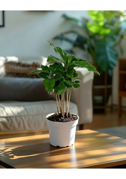 Kahve Bitkisi – Coffea Arabica – 12 cm Saksı modelleri